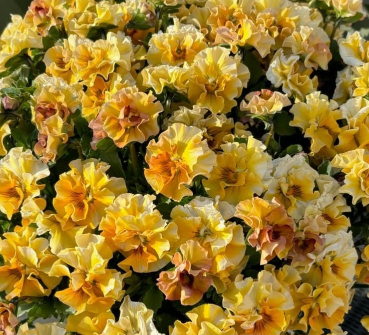 Pansy Japan Series Hedwig 60 Seeds