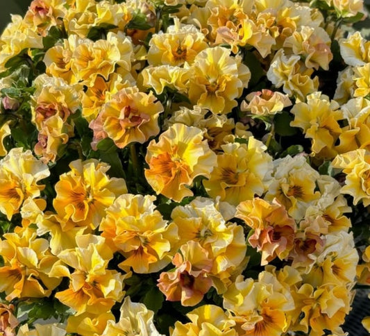 Pansy Japan Series Hedwig 60 Seeds