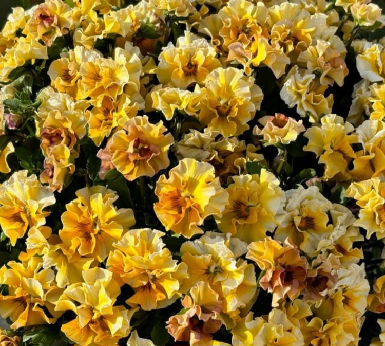 Pansy Japan Series Hedwig 60 Seeds