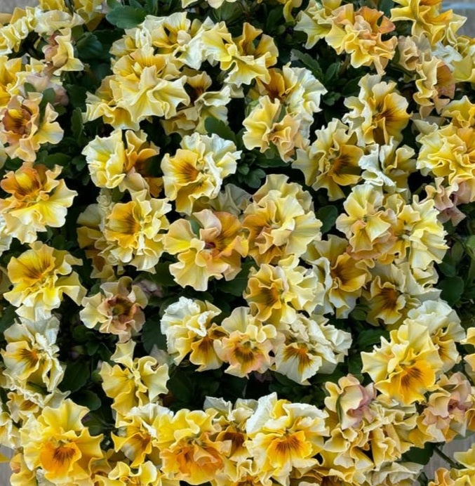 Pansy Japan Series Hedwig 60 Seeds