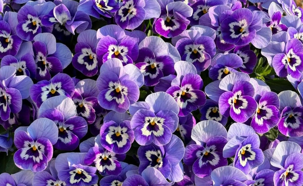 Pansy Japan Series Hildegard 60 Seeds