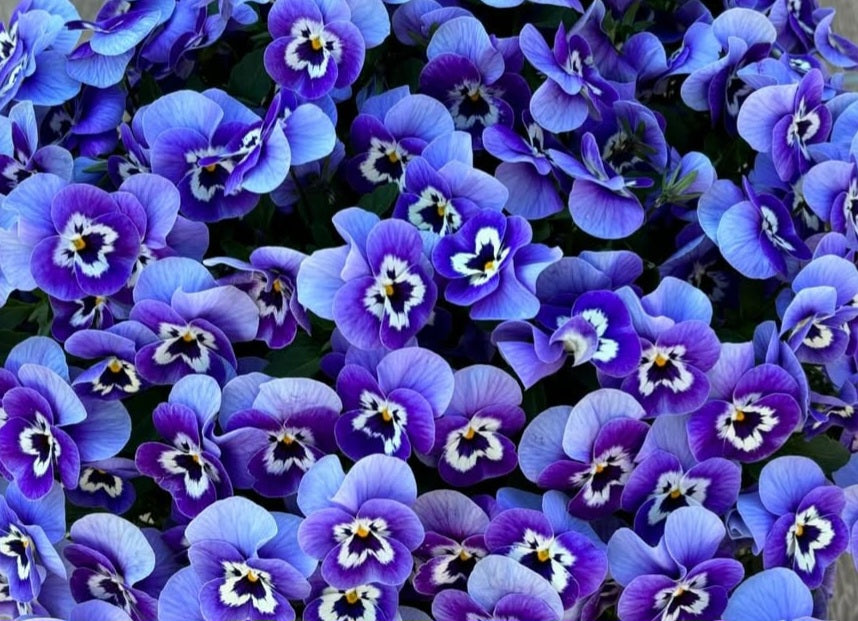 Pansy Japan Series Hildegard 60 Seeds