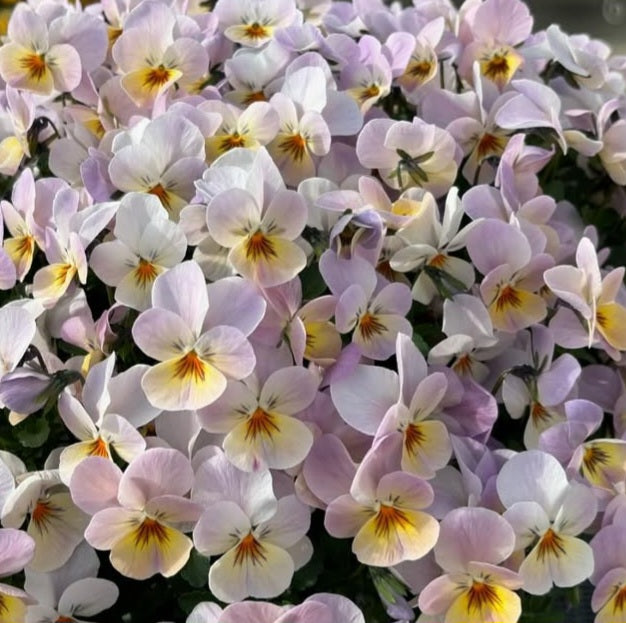 Pansy Japan Series Karoline 60 Seeds