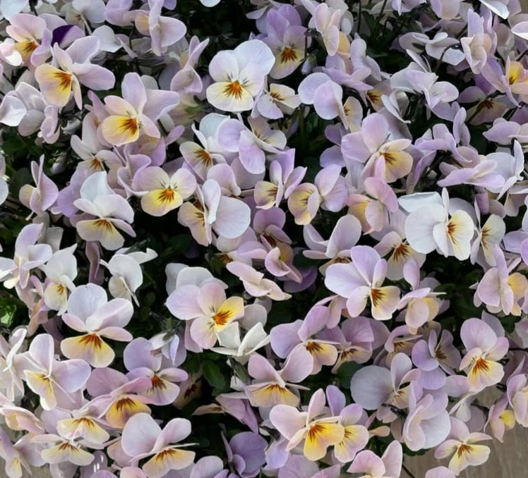 Pansy Japan Series Karoline 60 Seeds