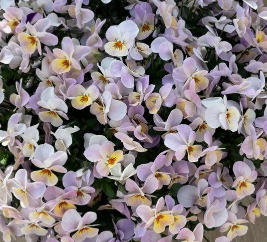 Pansy Japan Series Karoline 60 Seeds