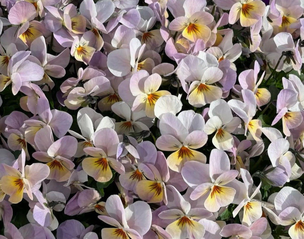 Pansy Japan Series Karoline 60 Seeds