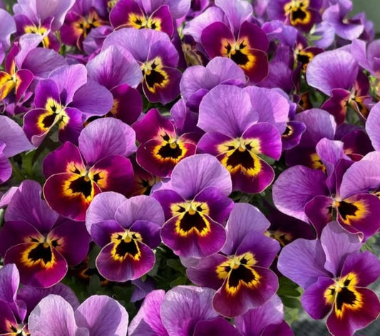 Pansy Japan Series Liselotte 60 Seeds
