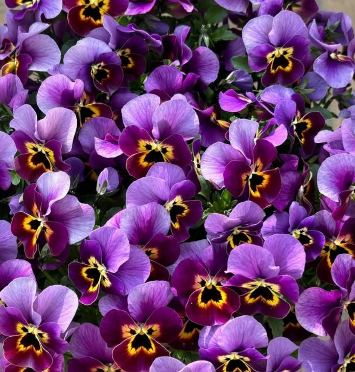 Pansy Japan Series Liselotte 60 Seeds