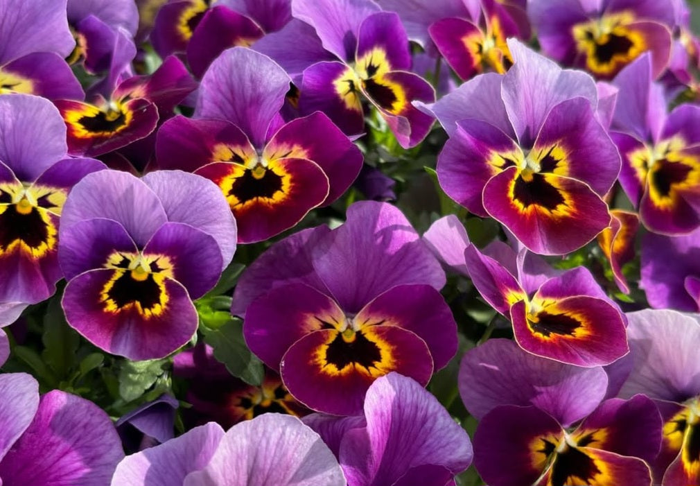 Pansy Japan Series Liselotte 60 Seeds