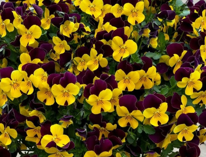 Pansy Japan Series Freya 60 Seeds