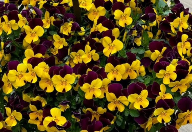 Pansy Japan Series Freya 60 Seeds