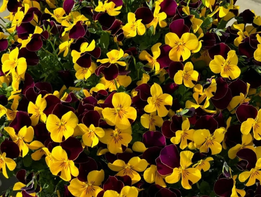 Pansy Japan Series Freya 60 Seeds