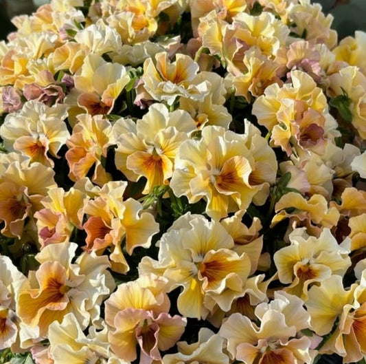 Pansy Japan Series Gisela 60 Seeds