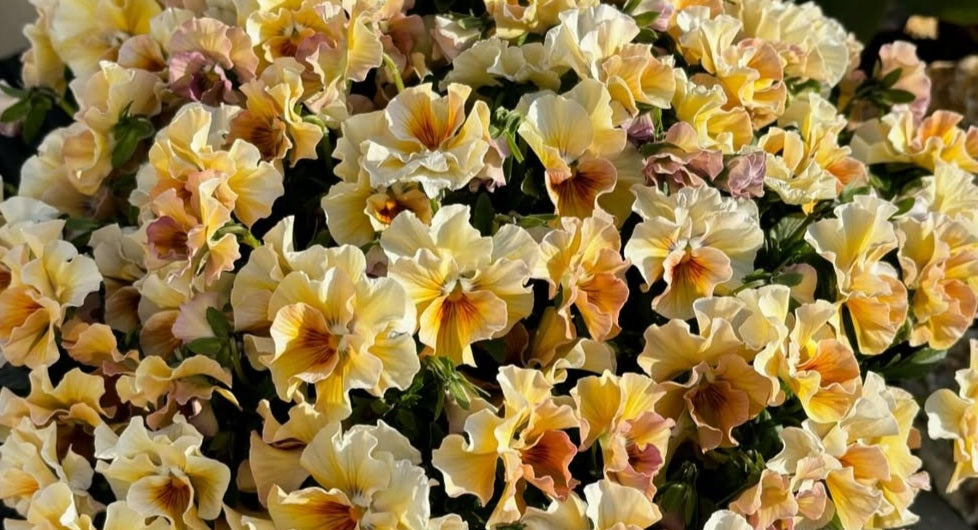 Pansy Japan Series Gisela 60 Seeds