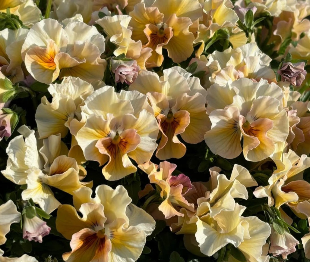 Pansy Japan Series Gisela 60 Seeds