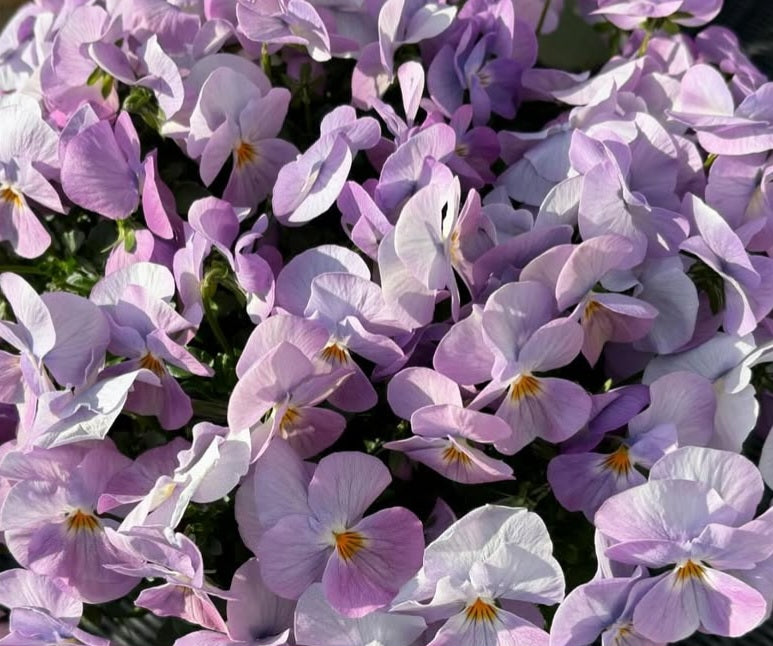 Pansy Japan Series Elke 60 Seeds