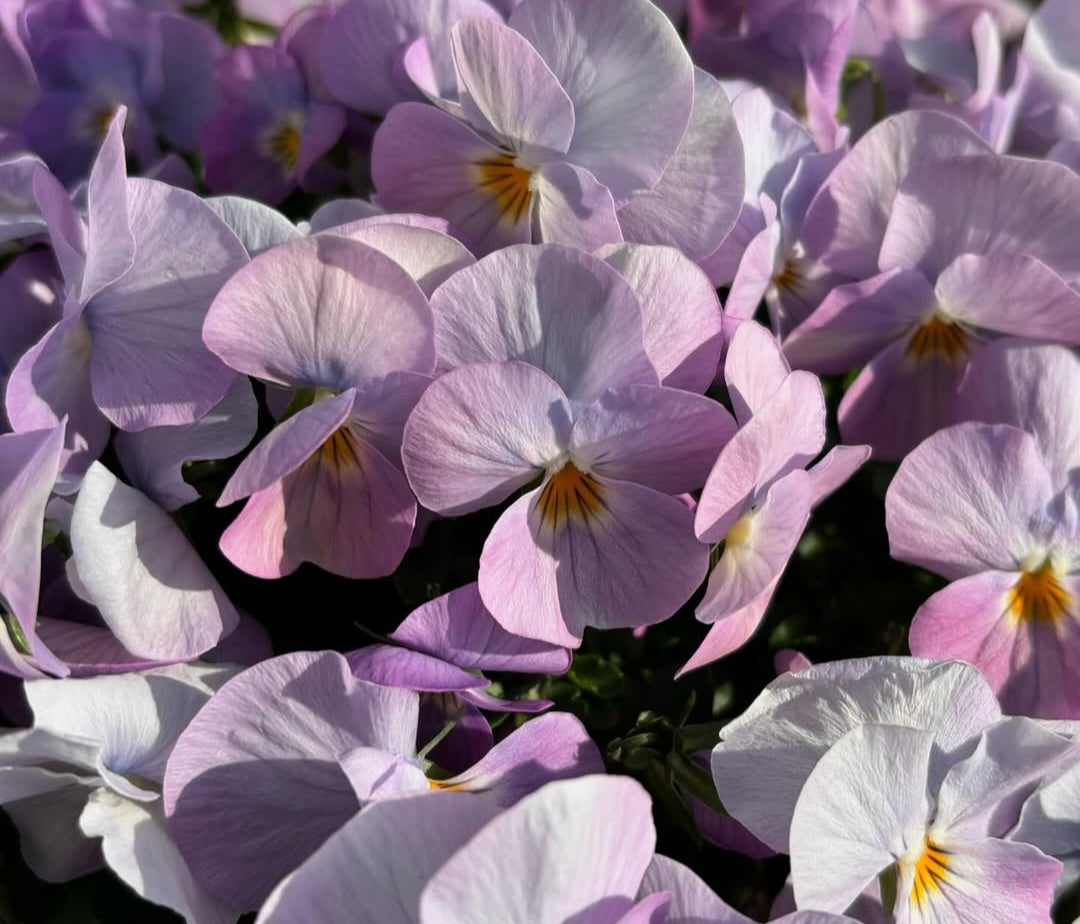 Pansy Japan Series Elke 60 Seeds