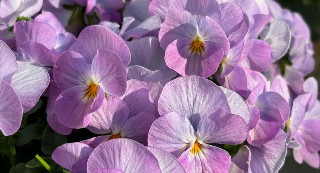Pansy Japan Series Elke 60 Seeds