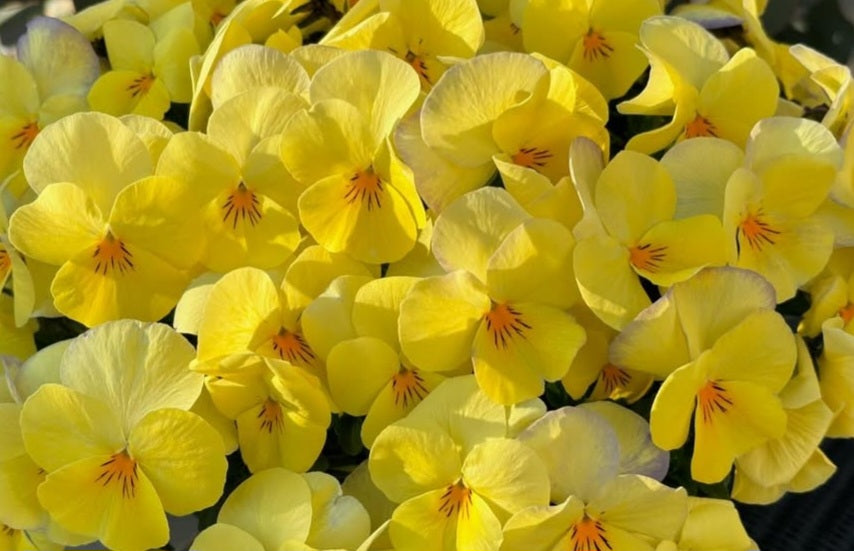 Pansy Japan Series Brunhilde 60 Seeds