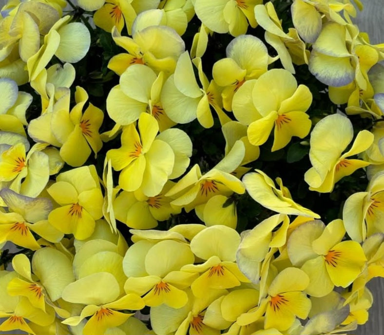 Pansy Japan Series Brunhilde 60 Seeds