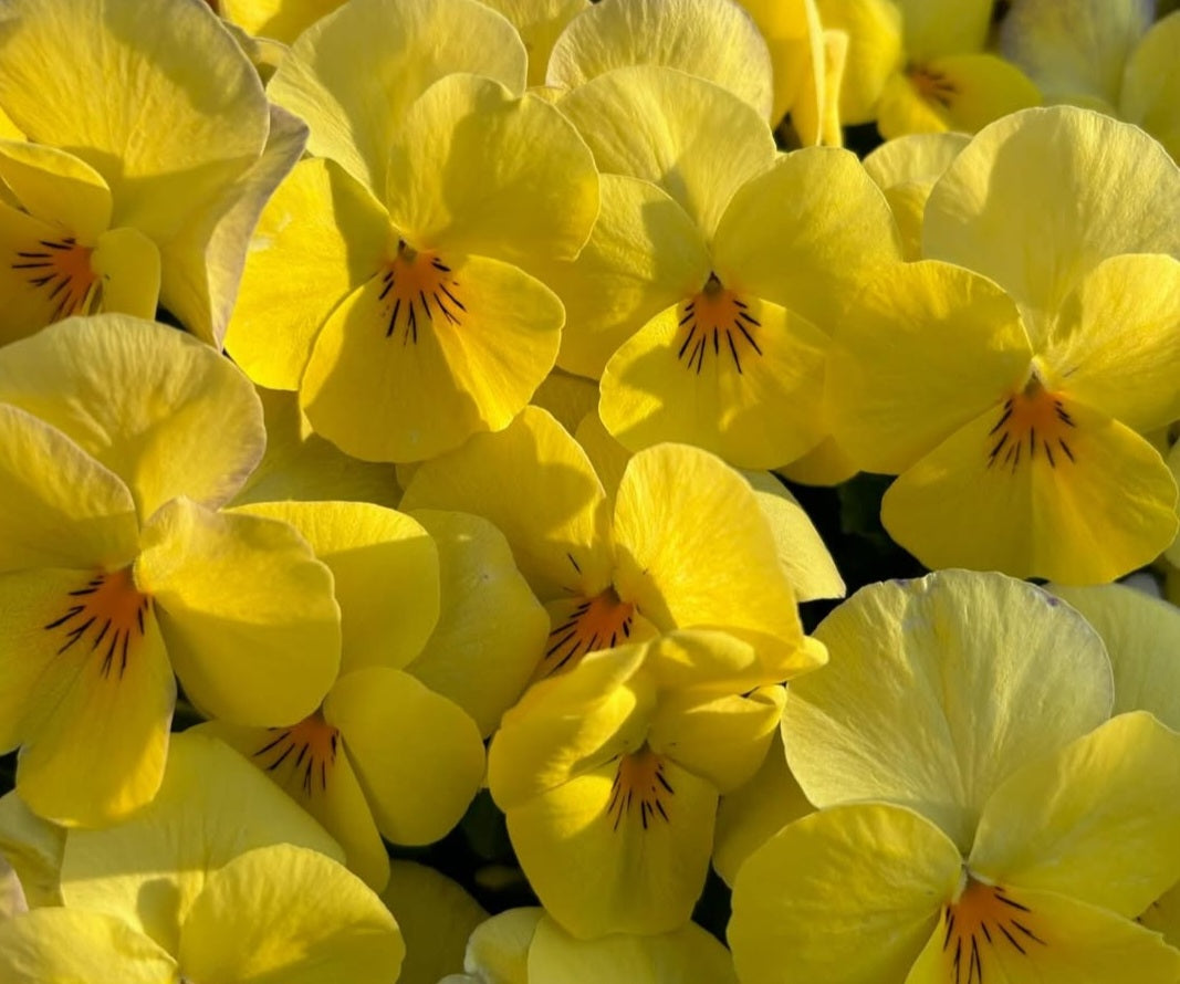 Pansy Japan Series Brunhilde 60 Seeds