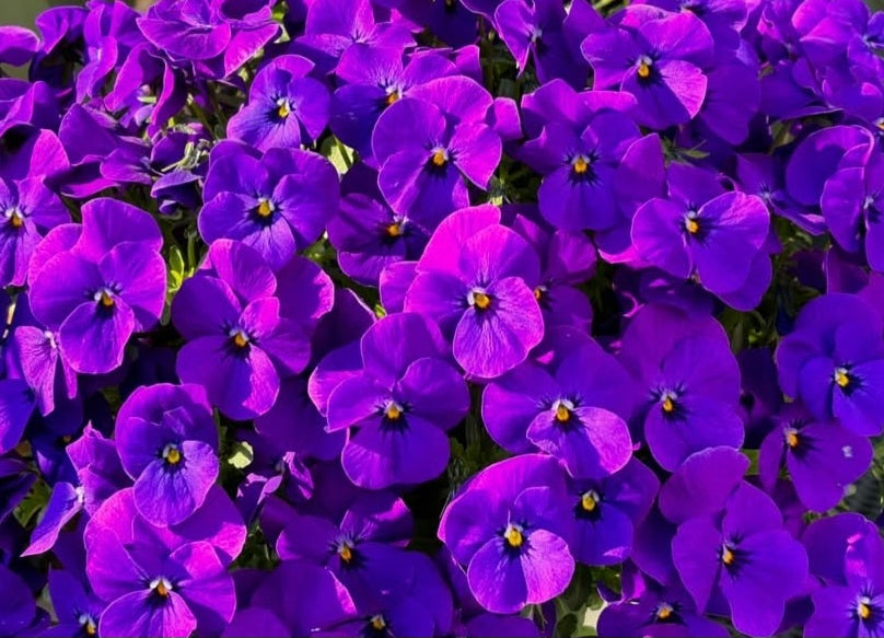 Pansy Japan Series Clara 60 Seeds
