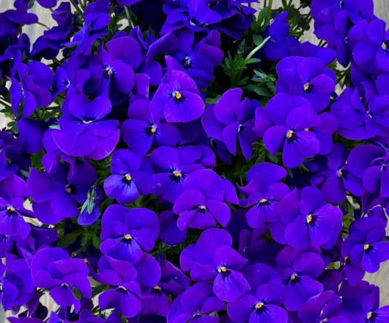 Pansy Japan Series Clara 60 Seeds