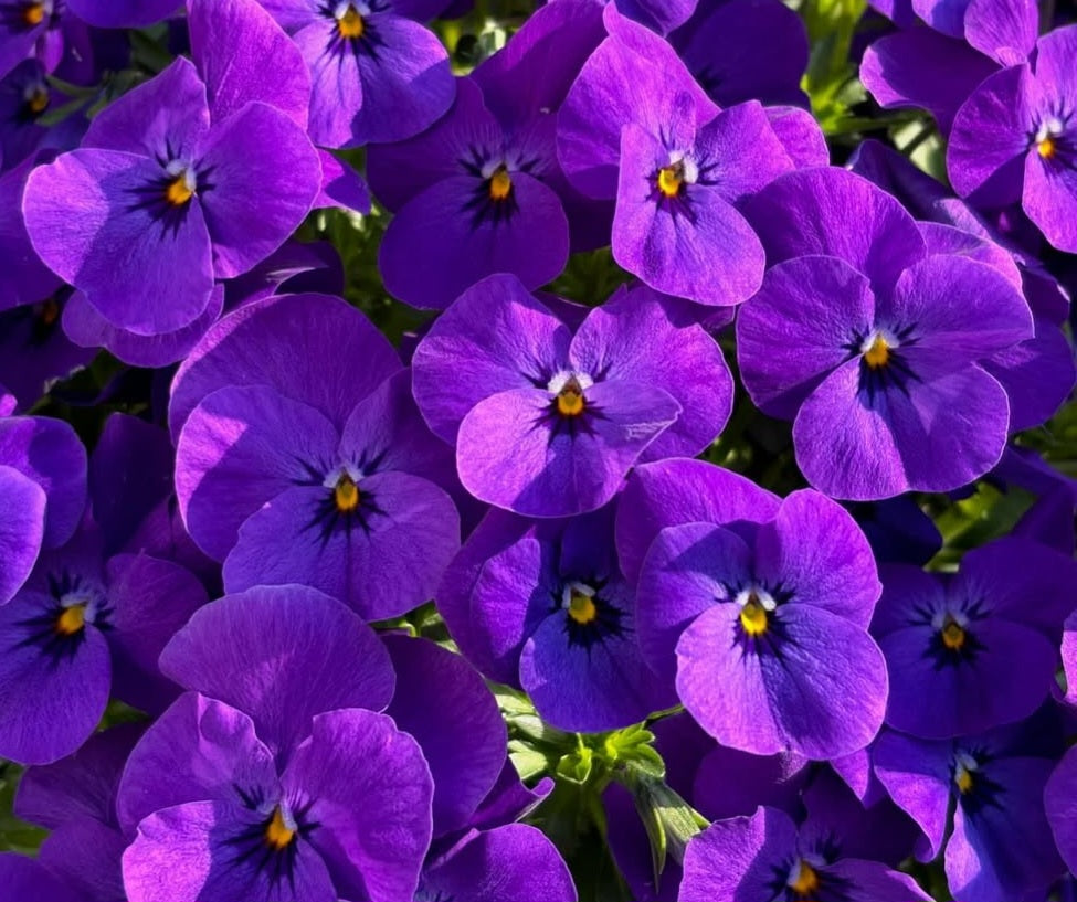 Pansy Japan Series Clara 60 Seeds