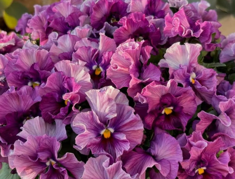 Pansy Japan Series Anneliese 60 Seeds