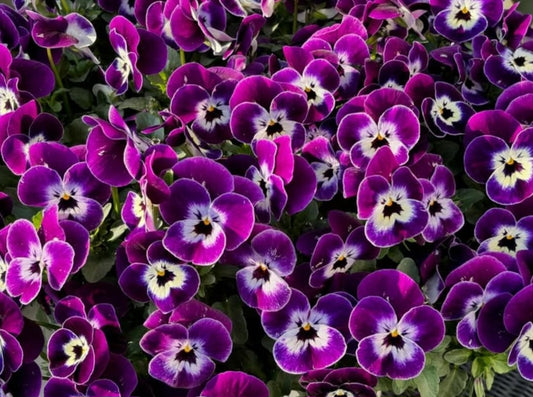 Pansy Japan Series Elsa 60 Seeds