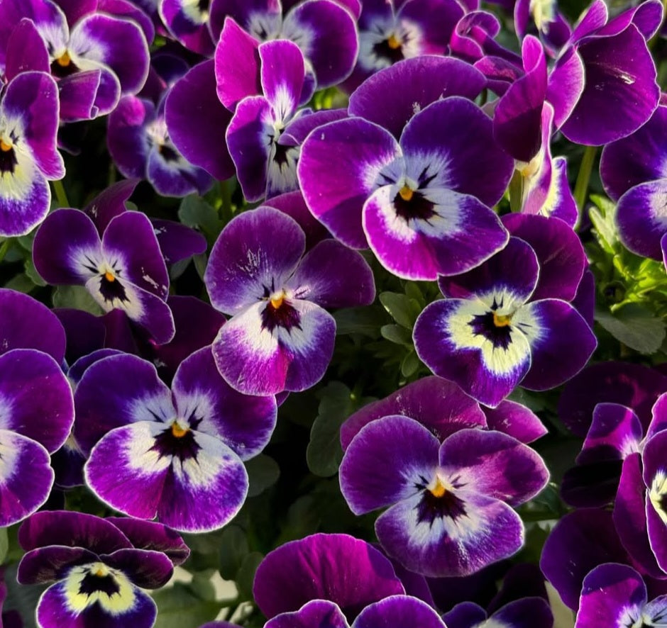 Pansy Japan Series Elsa 60 Seeds