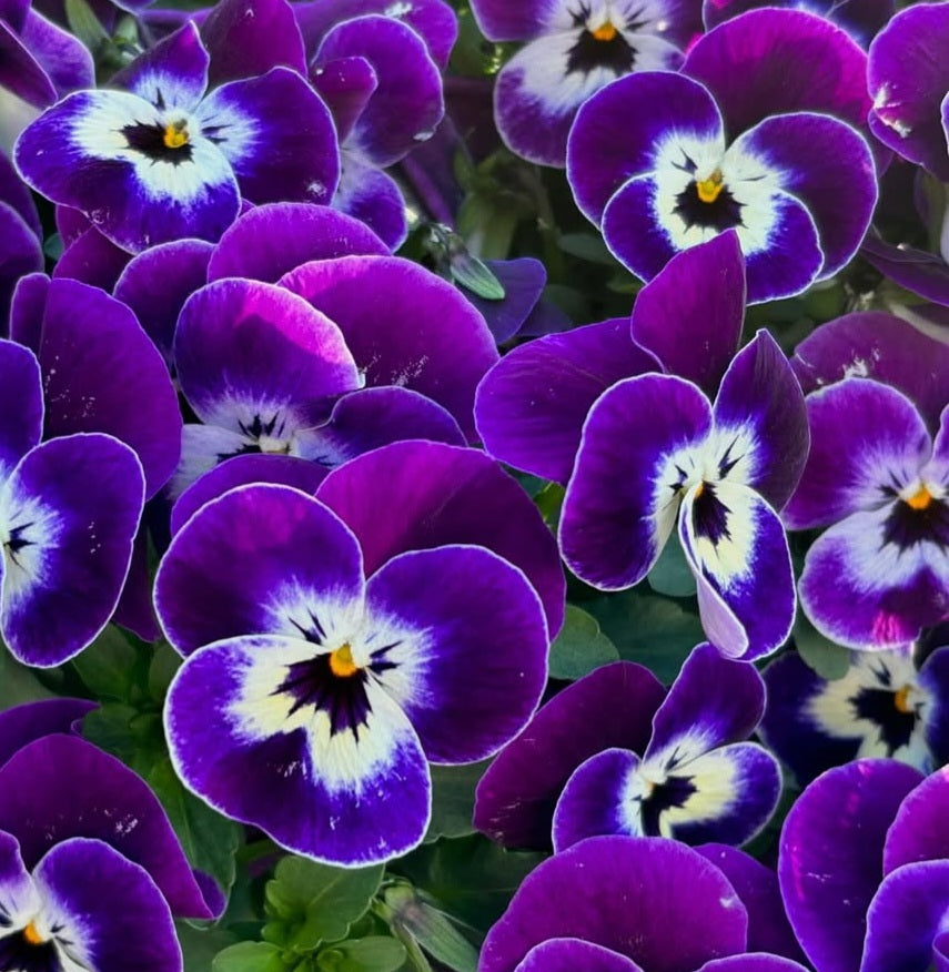 Pansy Japan Series Elsa 60 Seeds