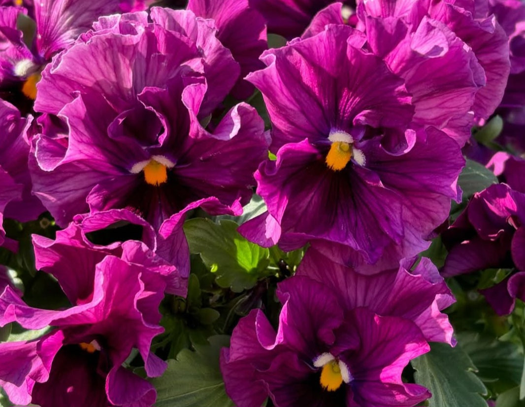 Pansy Japan Series Senta 60 Seeds