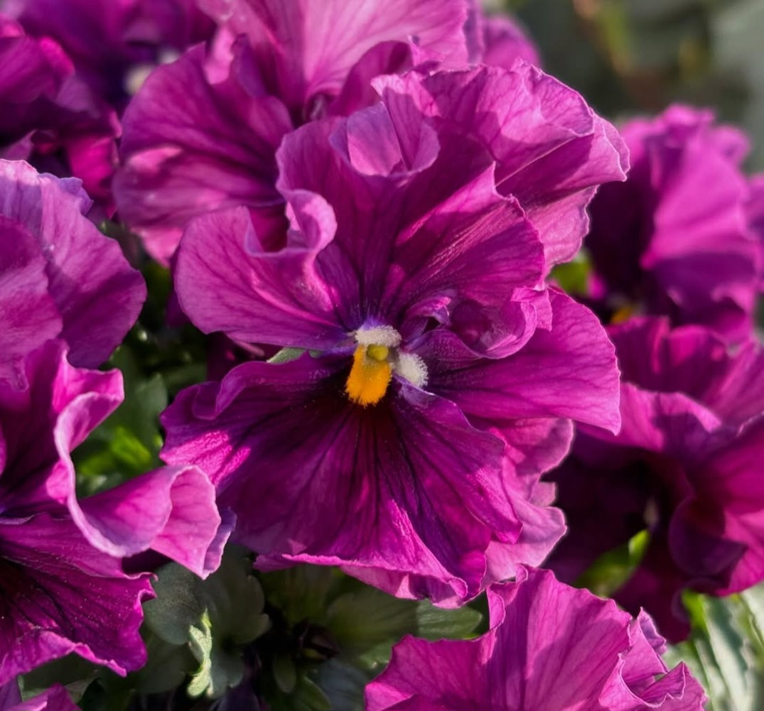Pansy Japan Series Senta 60 Seeds