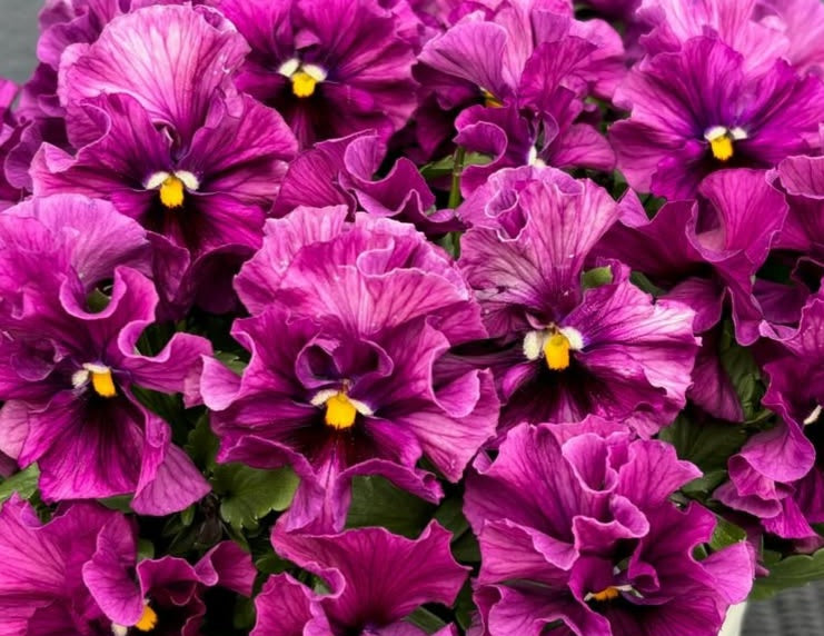 Pansy Japan Series Senta 60 Seeds