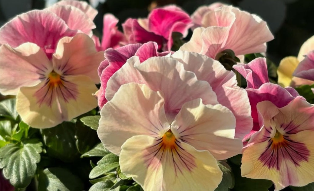 Pansy Japan Series Helene 60 Seeds