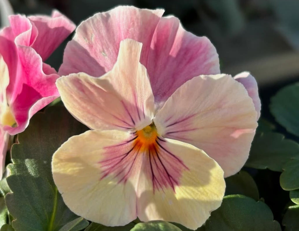 Pansy Japan Series Helene 60 Seeds