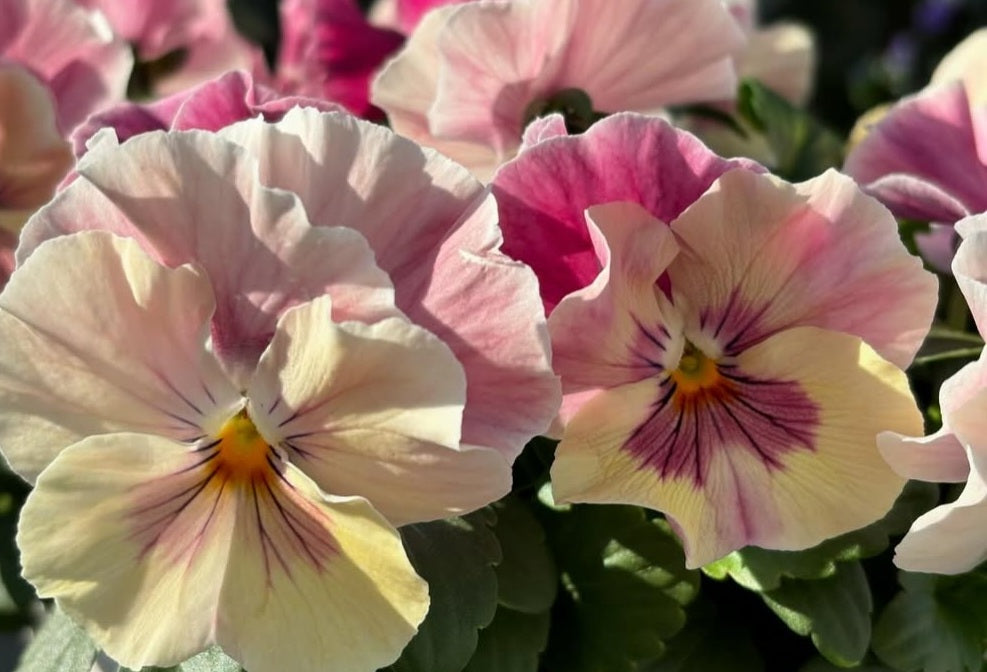 Pansy Japan Series Helene 60 Seeds