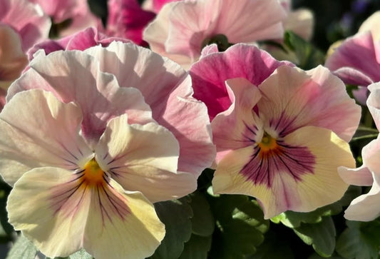 Pansy Japan Series Helene 60 Seeds