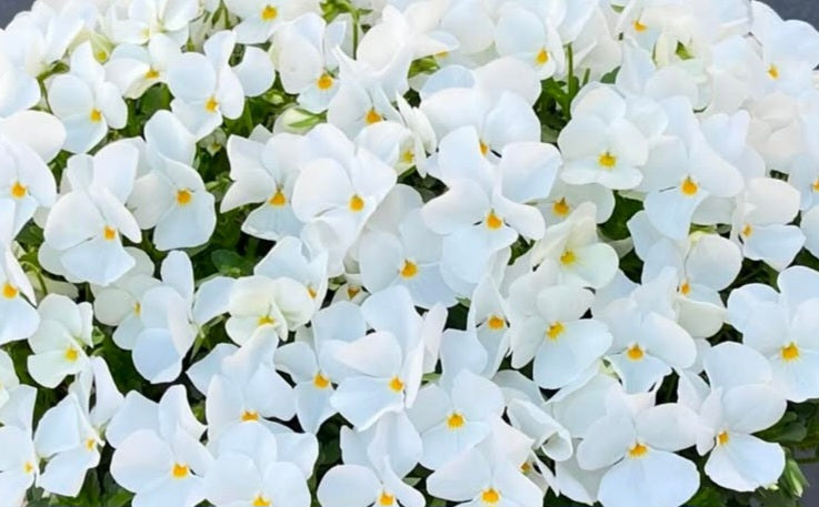 Pansy Japan Series Gerta 60 Seeds