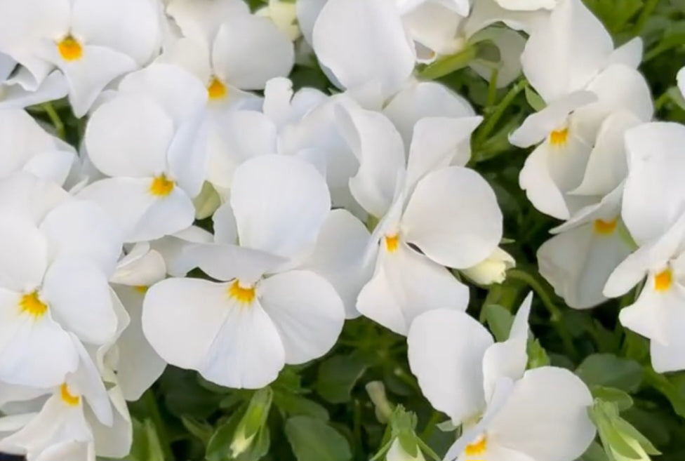 Pansy Japan Series Gerta 60 Seeds