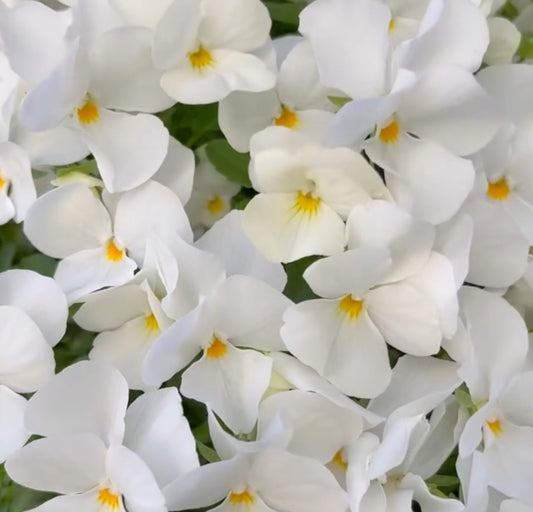 Pansy Japan Series Gerta 60 Seeds