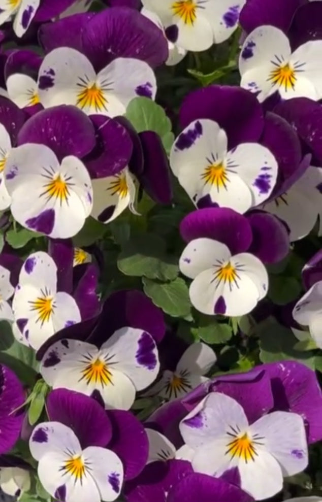 Pansy Japan Series Frauke 60 Seeds