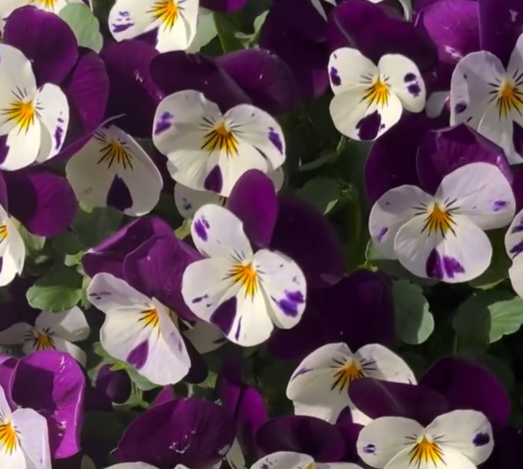 Pansy Japan Series Frauke 60 Seeds