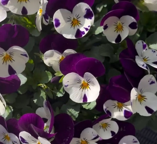 Pansy Japan Series Frauke 60 Seeds
