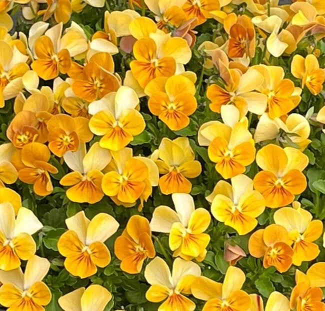 Pansy Japan Series Sibylle 60 Seeds