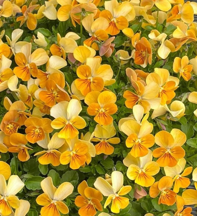 Pansy Japan Series Sibylle 60 Seeds