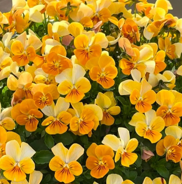 Pansy Japan Series Sibylle 60 Seeds