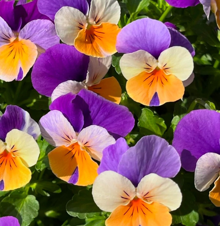 Pansy Japan Series Felizitas 60 Seeds