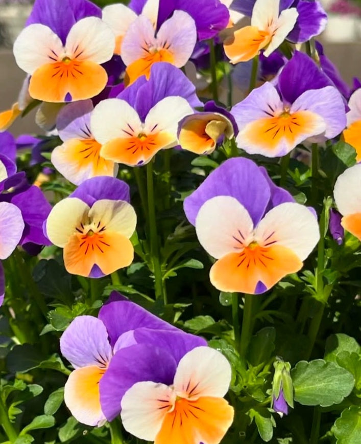 Pansy Japan Series Felizitas 60 Seeds